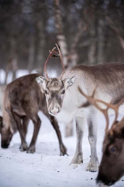 Svolvær: Sami Culture and Reindeer Experience - FAQ