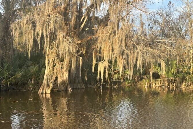 Swamp - Eco - Cruise and Walking Tour - The Sum Up
