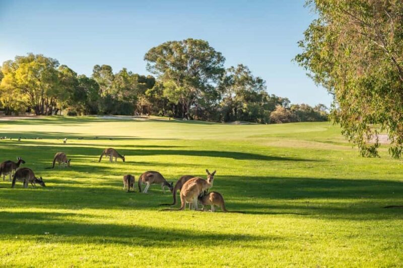 Swan Valley: Golf Cart Kangaroo Safari w/ Mini Golf & Drink - Practical Tips for Travelers