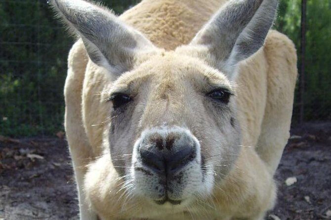 Swan Valley Half Day Wine Tour from Perth - Who Should Consider This Tour?