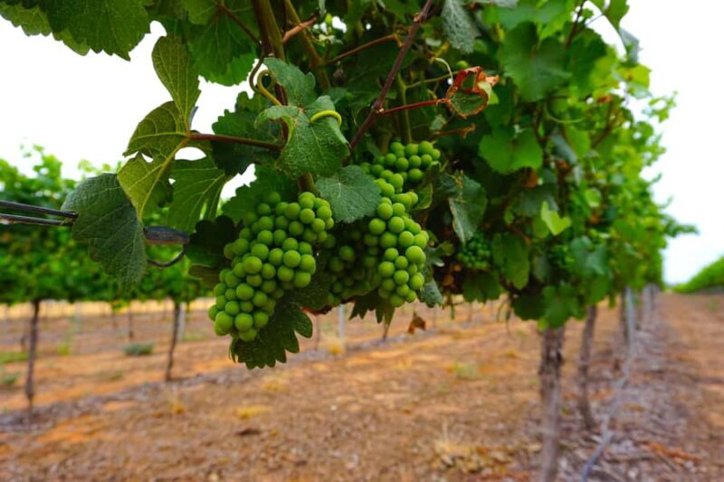 Swan Valley: Half-Day Wine Tour From Perth - A Detailed Look at the Swan Valley Half-Day Tour
