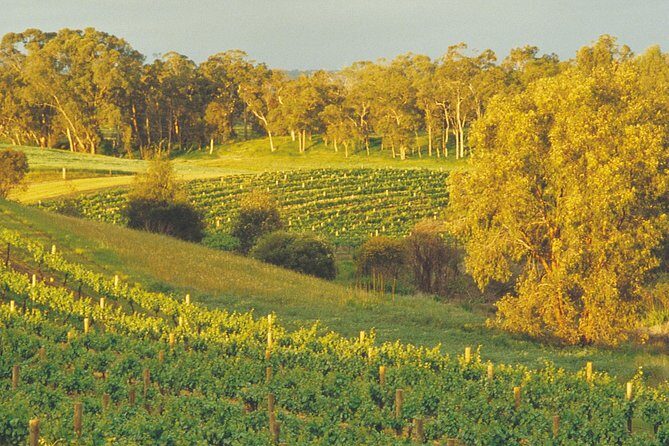 Swan Valley Private Tour - Key Points
