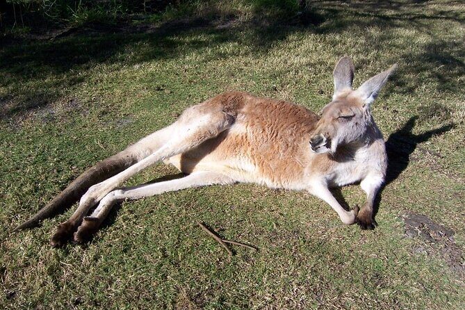 Swan Valley Private Tour - Reviews and Authentic Feedback