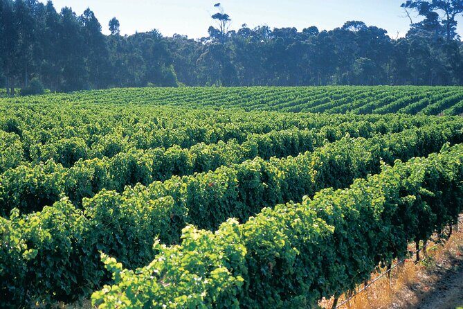 Swan Valley Private Tour - The Bottom Line: Is It Worth It?