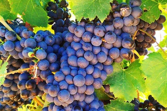 Swan Valley Region Private Day Tours - Final Thoughts