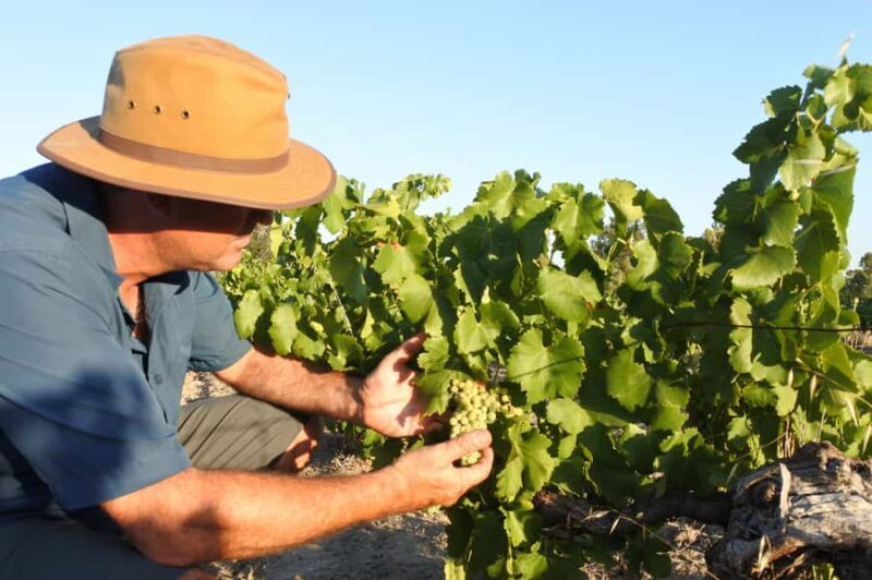 Swan Valley Wine Discovery: Private Tour from Perth - FAQs