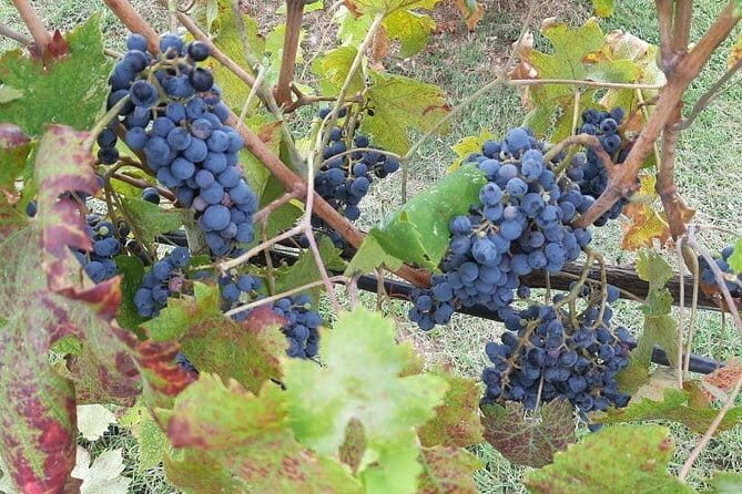 "Sweet Hills of Chianti & San Gimignano" with Lunch & 2 Tastings - The Experience in Detail