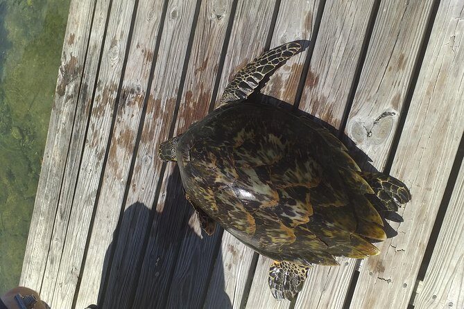 Sweetings Cay Mangrove Kayaking and Turtles - Key Points
