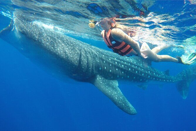 Swim Adventure with Whale Sharks in the Caribbean Sea from Riviera Maya & Cancún - An In-Depth Look at the Tour