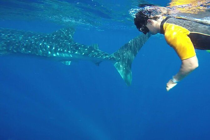 Swim Adventure with Whale Sharks in the Caribbean Sea from Riviera Maya & Cancún - Pricing and Value