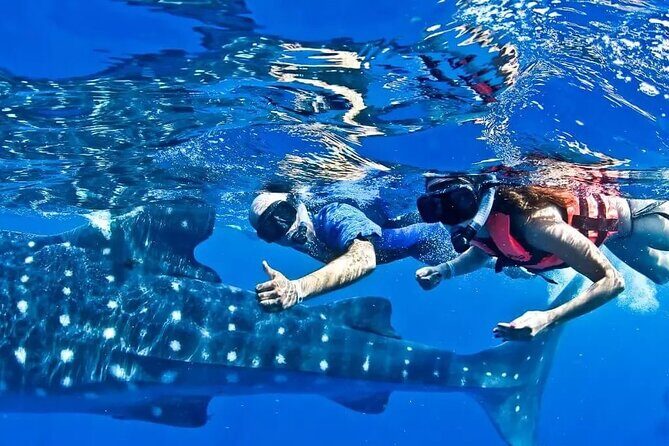Swim Adventure with Whale Sharks in the Caribbean Sea from Riviera Maya & Cancún - Who Should Consider This Tour?