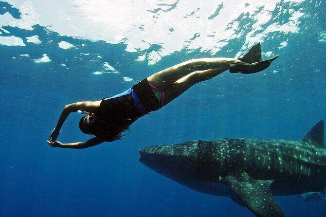 Swim Adventure with Whale Sharks in the Caribbean Sea from Riviera Maya & Cancún - FAQ