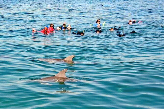 Swim and Paddle Board with Wild Dolphin Pods in Puerto Vallarta - An Honest Look at the "Swim and Paddle Board with Wild Dolphins" Tour