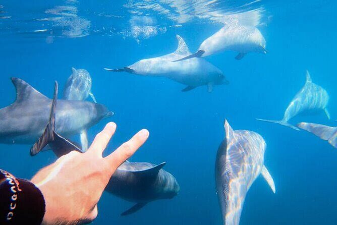 Swim and Paddle Board with Wild Dolphin Pods in Puerto Vallarta - FAQ: Questions About the Tour