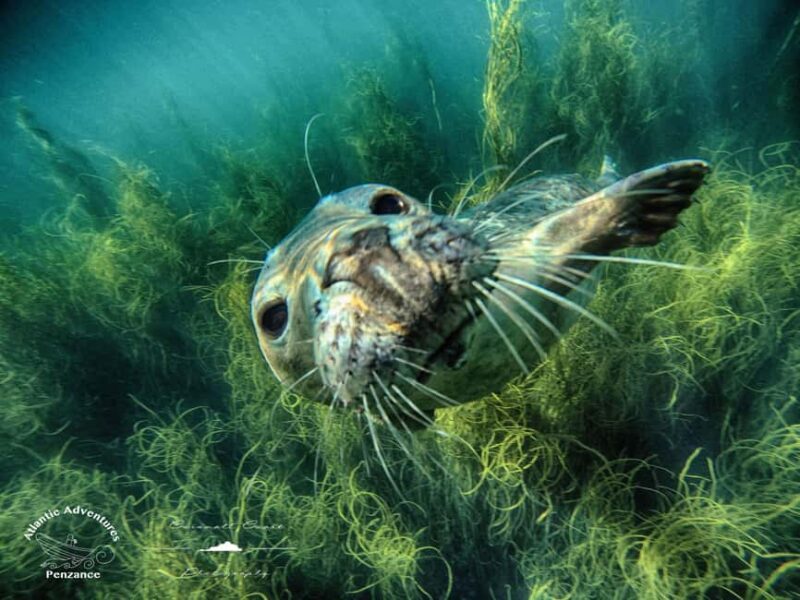 Swim and Snorkel with Seals. Boat Trip Penzance Cornwall - Experience Overview