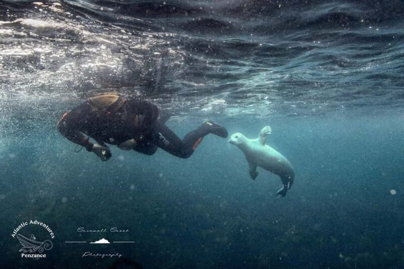 Swim and Snorkel with Seals. Boat Trip Penzance Cornwall - Why This Tour Stands Out
