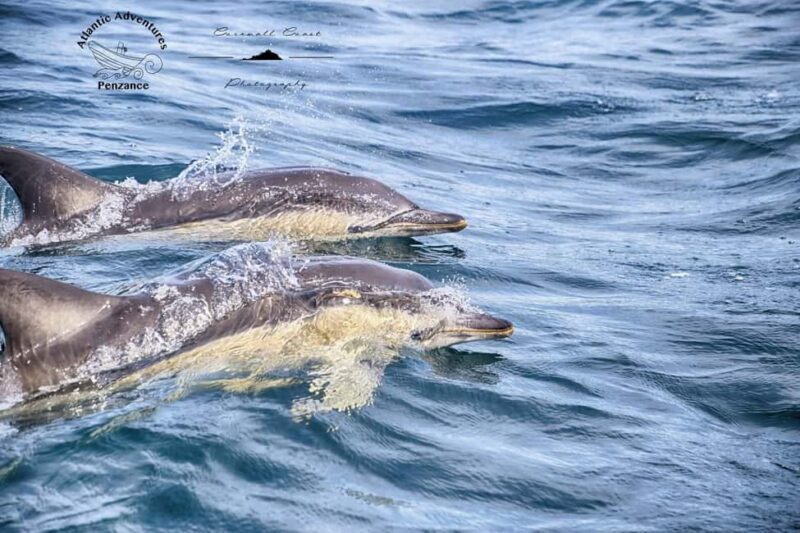 Swim and Snorkel with Seals. Boat Trip Penzance Cornwall - Who Should Consider This Experience?
