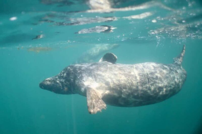 Swim and Snorkel with Seals. Boat Trip Penzance Cornwall - FAQ