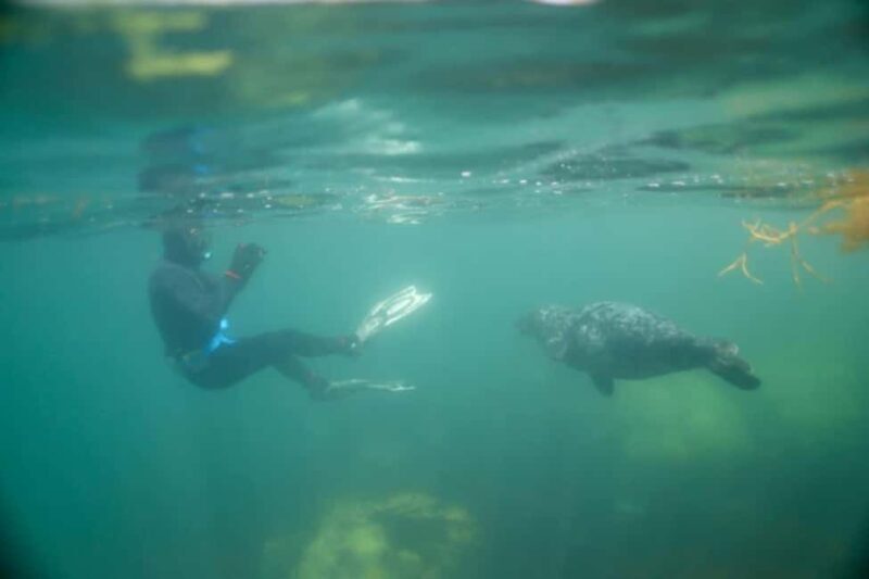 Swim and Snorkel with Seals. Boat Trip Penzance Cornwall - Final Thoughts