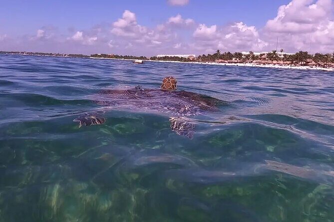 Swim with akumal turtles - Final Thoughts