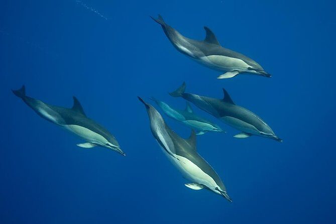 Swim with Dolphins in the Azores - Swimming with Dolphins in the Azores: A Truly Special Marine Encounter