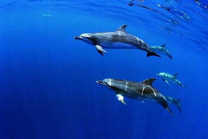 Swim with Dolphins in the Azores - The Value of This Tour
