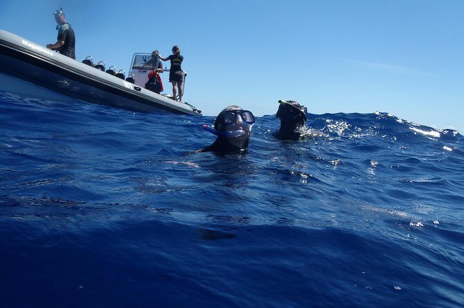 Swim with Dolphins in the Azores - FAQs