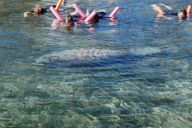 Swim With Manatees In Crystal River - Key Points