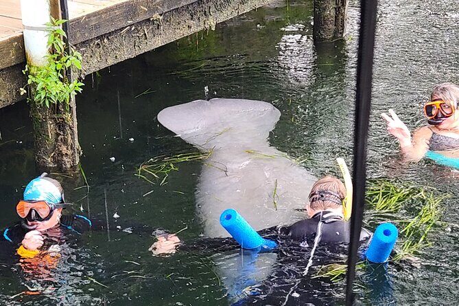 Swim With Manatees In Crystal River - FAQ