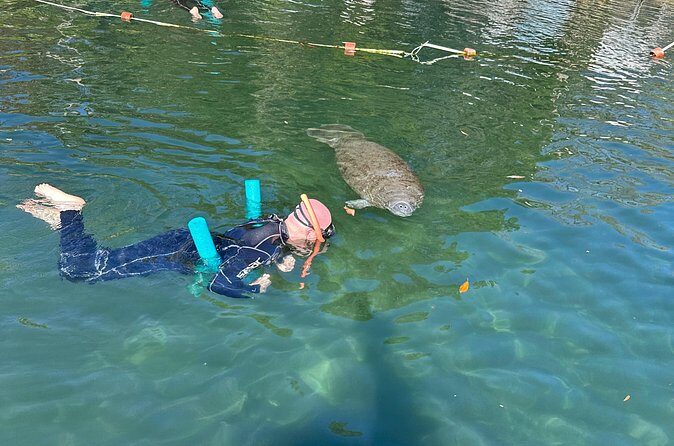Swim with Manatees Private Tour - The Setting: Crystal River’s Natural Beauty