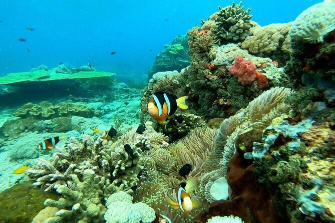 Swim With Manta Rays Snorkeling and West Penida - FAQ