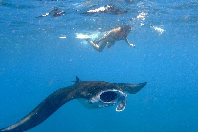 Swim with Manta Rays: Snorkeling Day Trip from Bali - Key Points