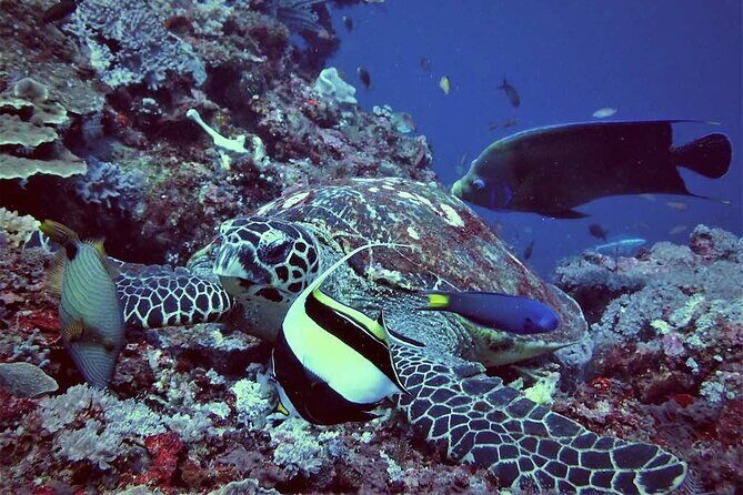 Swim with Manta Rays: Snorkeling Day Trip from Bali - The Itinerary in Detail: What to Expect