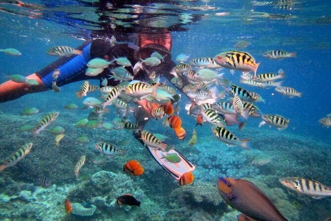 Swim with Manta Rays: Snorkeling Day Trip from Bali - The Sum Up: Is This Tour Worth It?