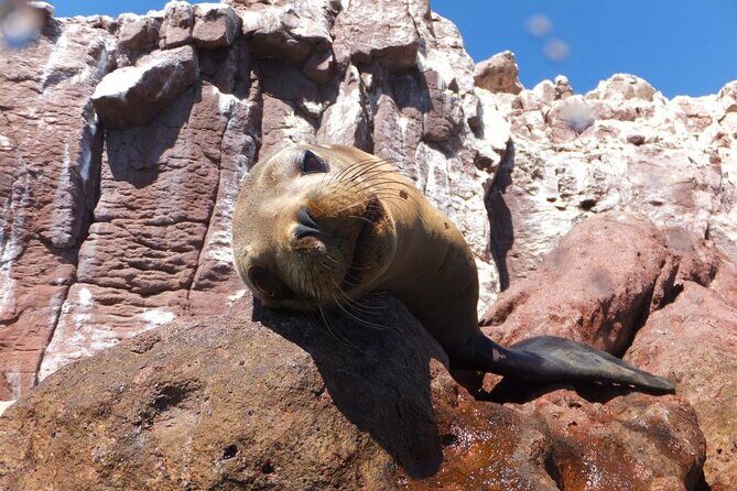Swim with Sea Lions in La Paz - The Value and Practicalities