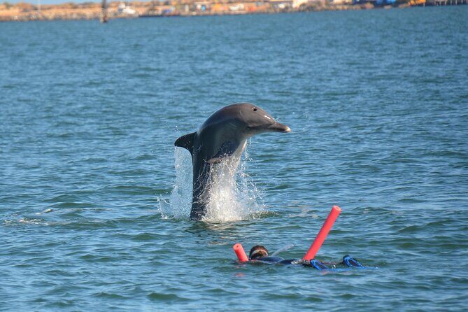 Swim With The Dolphins Experience in Bunbury Australia - An Overview of the Bunbury Dolphin Swim Tour