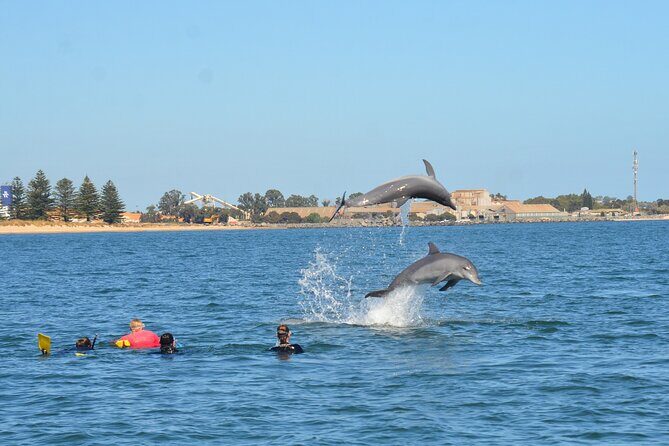 Swim With The Dolphins Experience in Bunbury Australia - The Pros and Cons of This Tour