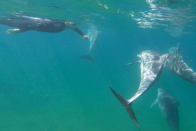 Swim With The Dolphins Experience in Bunbury Australia - Why This Tour Stands Out