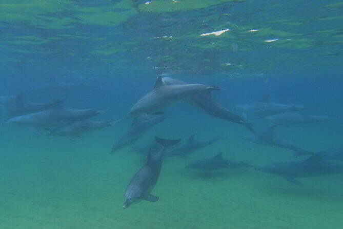 Swim With The Dolphins Experience in Bunbury Australia - Who Should Consider This Tour?