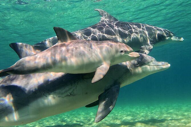 Swim With The Dolphins Experience in Bunbury Australia - Frequently Asked Questions