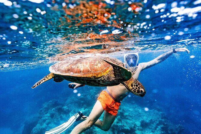 Swim With The Turtles Rarotonga - Authentic Feedback: What Travelers Love