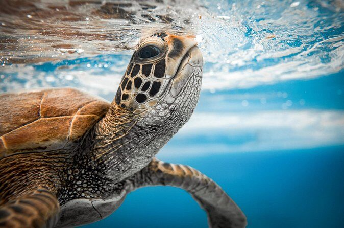 Swim With The Turtles Rarotonga - FAQ