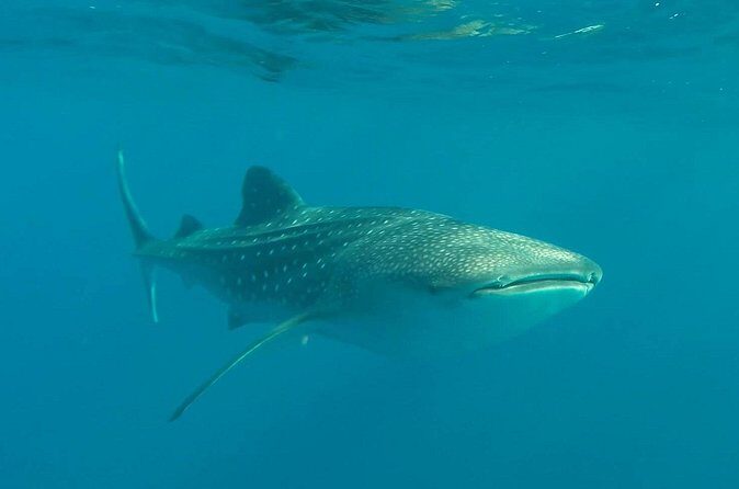 Swim with the whale shark in La Paz, Mexico - Authentic Experiences from Past Travelers
