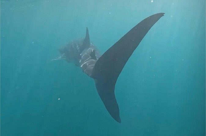 Swim with the whale shark in La Paz, Mexico - Practical Tips for Travelers