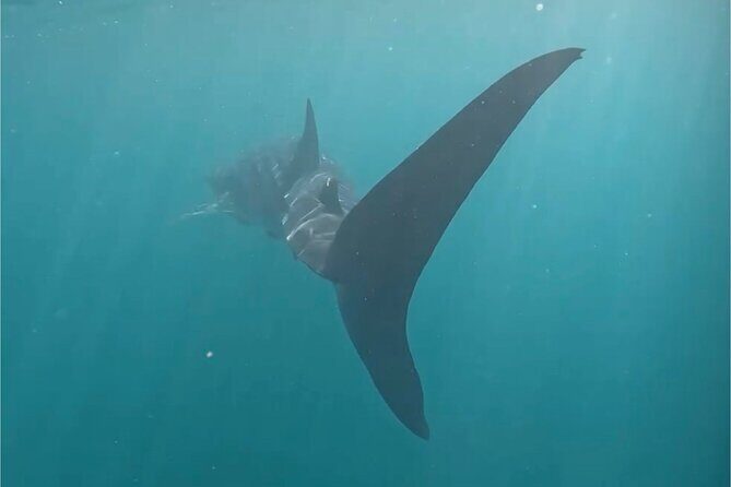 Swim with the whale shark in La Paz, Mexico - Who Should Consider This Tour?