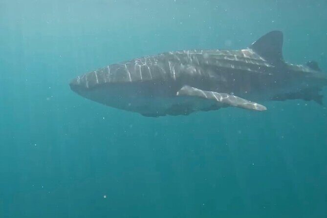 Swim with the whale shark in La Paz, Mexico - FAQ