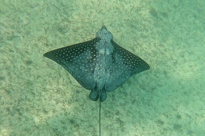 Swim with Turtles in Akumal + GoPro Photo Session - What the Tour Offers