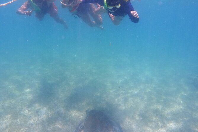 Swim with Turtles in Akumal + GoPro Photo Session - Itinerary and Duration