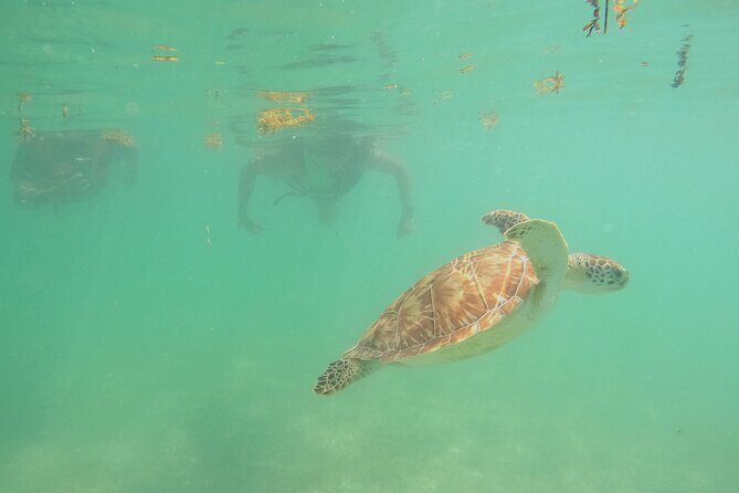 Swim with Turtles in Akumal + GoPro Photo Session - Pricing and Value