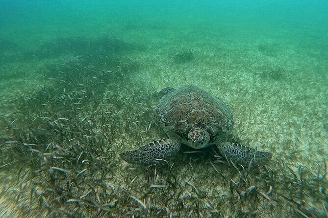 Swim with Turtles in Akumal + GoPro Photo Session - Meeting Point and Transportation